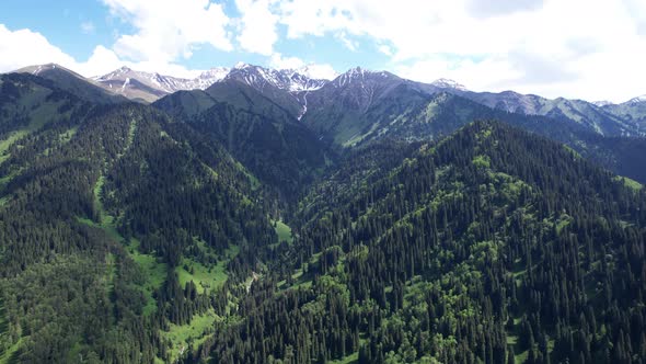 The High Mountains are Covered with Green Forest alt