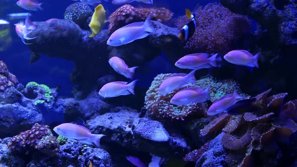 Species of Soft Corals and Fishes in Lillac Aquarium Under Violet or Ultraviolet Uv Light alt