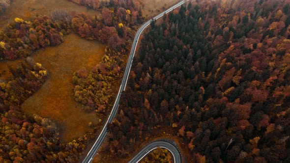 Top View Car Driving Along a Road in a Dense Pine Forest alt