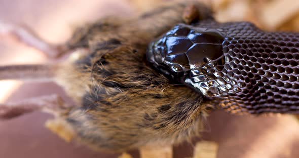 Pet Mexican Black Kingsnake Engulfing Entire Rodent, Close-up Capture alt