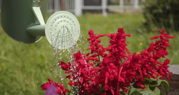 Water From A Watering Can Waters Red Flowers