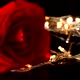 Roses on a Black Background - VideoHive Item for Sale
