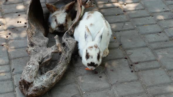 Rabbits on the farm. Children feed rabbits with carrots on the ranch.