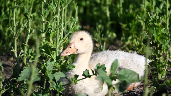 The Little Duckling Lies in the Grass in the Sun, Then Gets Up and Goes Away alt