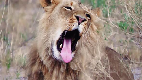 A Tired Maneless Lion Laying On The Dry Field And Yawning In Nxai Pan, Botswana - Medium Shot alt