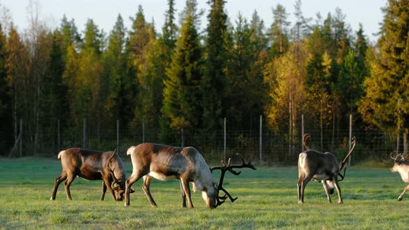 Herd of Reindeers Grazing on the Green Field in Lapland Finland alt
