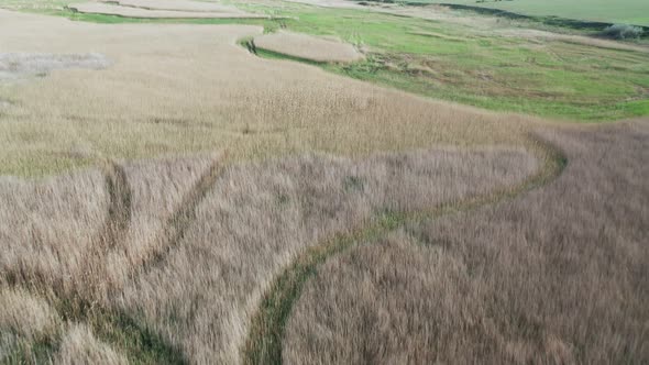 Aerial View of a Reed Plantation alt