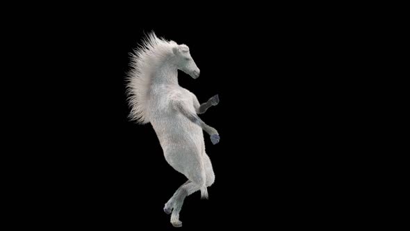 34 White Horse Dancing HD alt