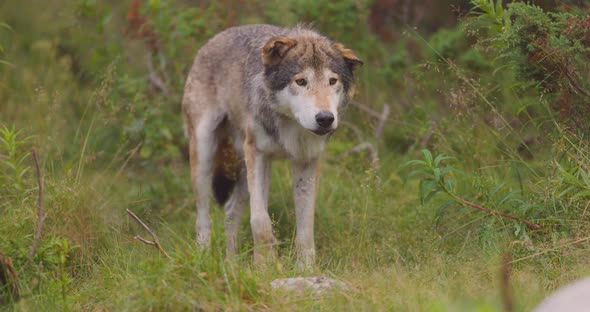 Adult Grey Wolf Standing Still in the Grass at the Forest Floor