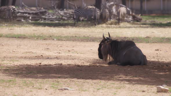 Wildebeest resting in the shadow