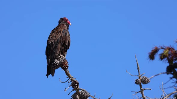 Close up of a Turkey Vulture perching on a tree branch. alt