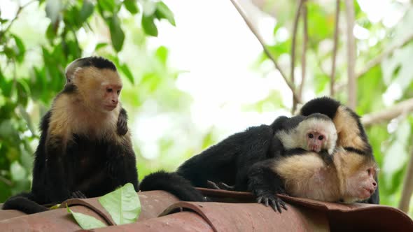 Capuchin Tropical Family Monkeys in the Tropics