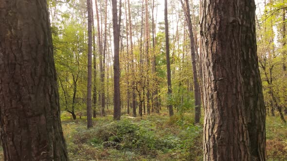 Autumn Forest with Trees By Day alt