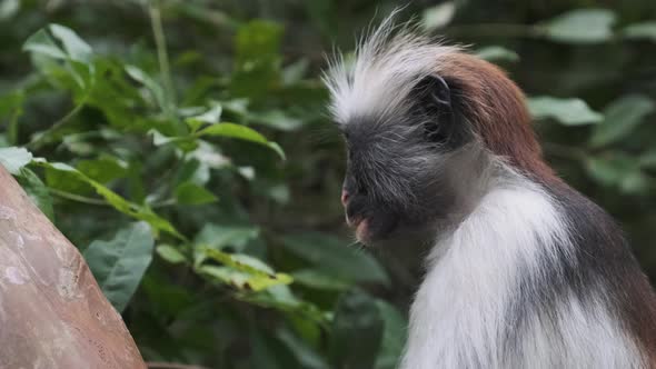 Red Colobus Monkey Sitting on Branch in Jozani Tropical Forest Zanzibar Africa alt