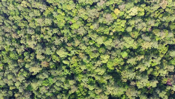 Aerial top down view in tropical jungle green rainforest.