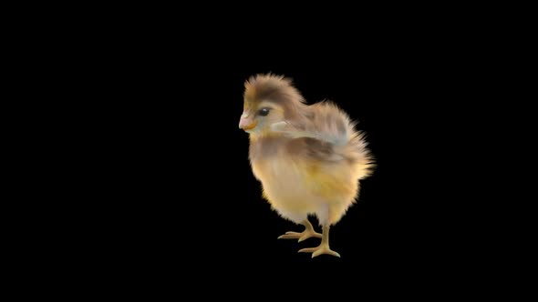 19 Baby Chicks Dancing HD alt