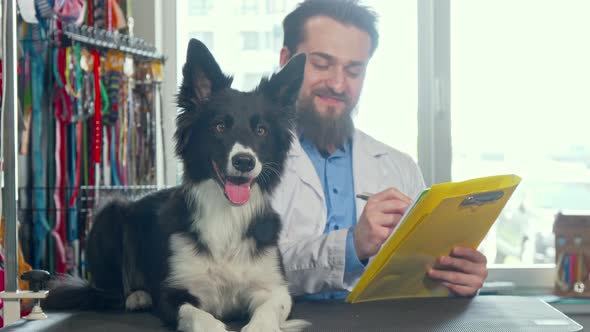 Adorable Happy Healthy Dog Resting on Examination Table, Vet Working on the Back alt