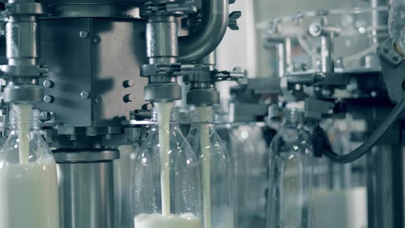 Mechanical Transporter Is Pouring Milk Into Transparent Bottles alt