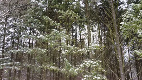 Evergreen pine tree branches, winter aerial view