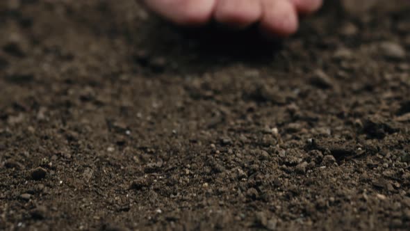 Farmer's Hand Holds Small Black Basil Seeds Near the Ground Ready for Sowing alt
