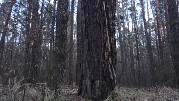 Forest Landscape Aerial View Slow Motion alt