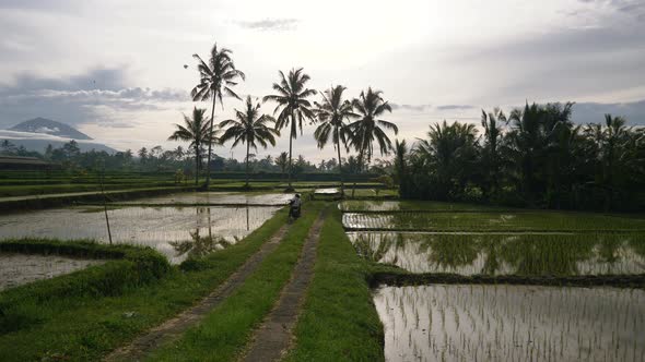 Local Balinese villagers riding motorbike across paddy field terraces at sunrise