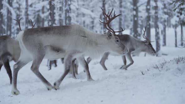 Slowmotion of group of reindeer walking in a snowy forest in Lapland Finland. alt