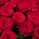 Beautiful Red Roses - VideoHive Item for Sale