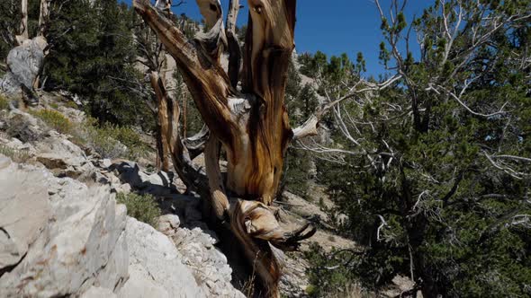 Incredible Bristlecone pine tree that is thousands of years old alt
