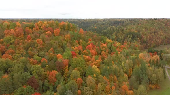 Autumn in Forest, Aerial Top View Look Down Sunny Day. Golden Autumn Season in Latvia, Sigulda. 4K alt