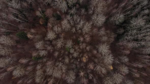 Drone Top Shot of Forest Autumn Time with No Leaves on Branches
