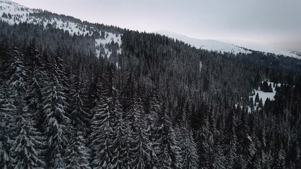 Drone Flying Over Dark Pine Forest in Winter Mountain Valley