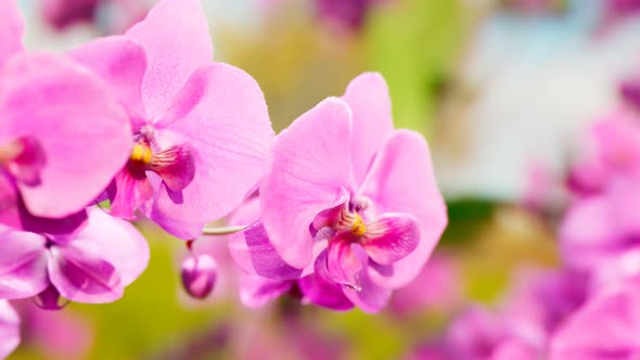 Floral background with blooming purple or pink phalaenopsis orchid. 4k HD alt