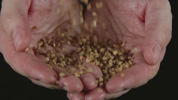 Buckwheates Fall On A Human Hands alt