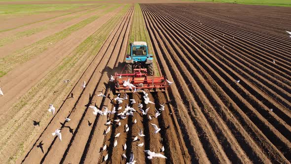 Agricultural Work on a Tractor Farmer Sows Grain. Hungry Birds Are Flying Behind the Tractor alt