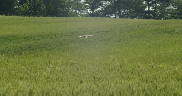 An Eagle Flies Over A Wheat Field, Looking For Prey.