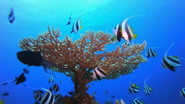 Underwater Sea Tropical Life alt