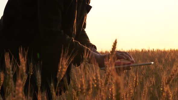 A Female Farmer Uses a Tablet for Harvesting. Technologies in Agriculture. Hands Close-up. Touch the alt