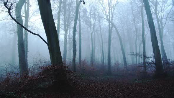 Beautiful nature shot of amazing landscape scenery of trees in a woods, woodlands in foggy misty blu alt