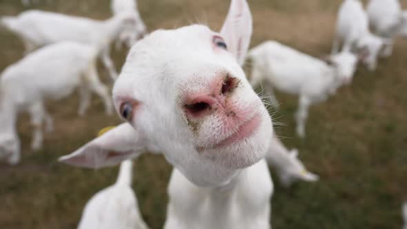 Closeup Face of Curios White Bearded Goat Sniffing Camera with Blurred Herd at Background alt