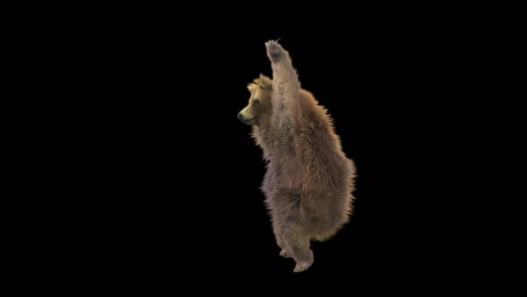 161 Bear Dancing 4K alt