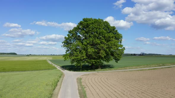 Single tree at fields, Haller Ebene, Baden-Wuerttemberg, Germany alt
