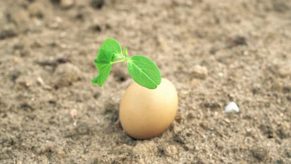 Lonely Green Plant Growing From Egg, Laying on Desert Dry Land, Life in a Drought, Ecology Concept