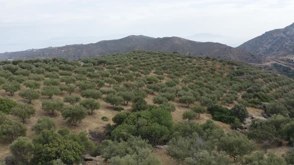 Aerial top view of Olive fields in the Mountain. Flying above Olives trees.  alt