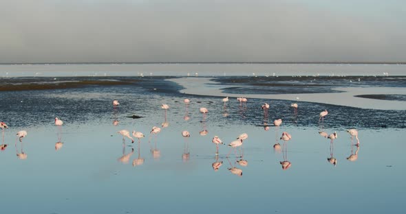 Big flock of wild flamingos near the shore of Walvis Bay, Namibia, 4k alt