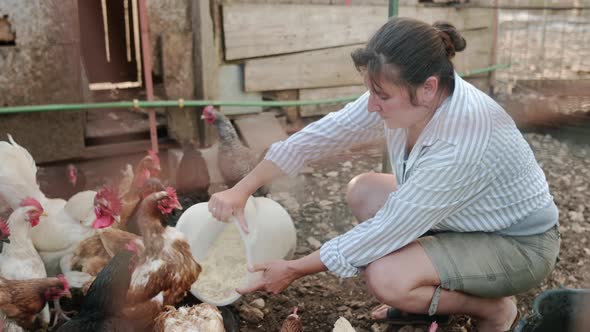 Female farmer feeding chickens from bio organic food in the farm chicken coop alt