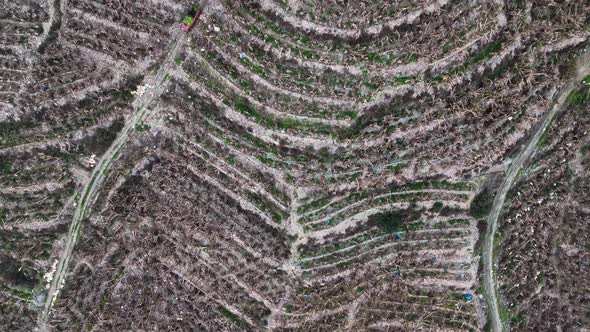 Dry Banana Plantations alt