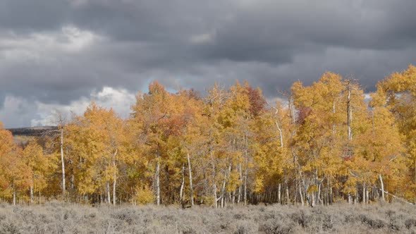 Panning view of dark clouds over colorful yellow aspen trees in the Uintas alt