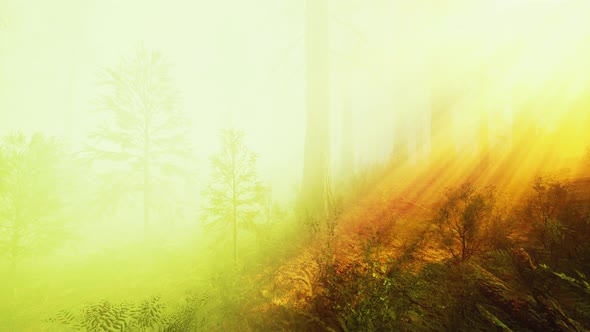 Deep in the Forest on a Misty Morning alt