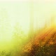 Deep in the Forest on a Misty Morning - VideoHive Item for Sale